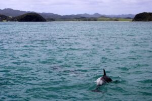 sea, dolphin, marine mammals, swim, landscape, animal, species, fauna, nature, dolphin, dolphin, dolphin, dolphin, dolphin