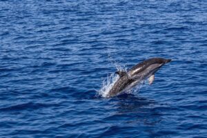 dolphin, marine mammal, animal, sea, sea creatures, water, swim, mammal, ocean, aquatic life, leap, nature, dolphin, dolphin, dolphin, dolphin, dolphin