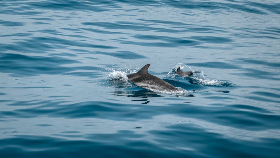 Dolphins swim gracefully in the open ocean, creating splashes as they move.