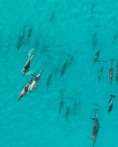 Dolphin pod swimming gracefully in clear turquoise ocean waters, captured from above.