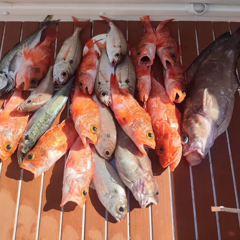 Capturas de pesca de fondo sobre la cubierta de teca