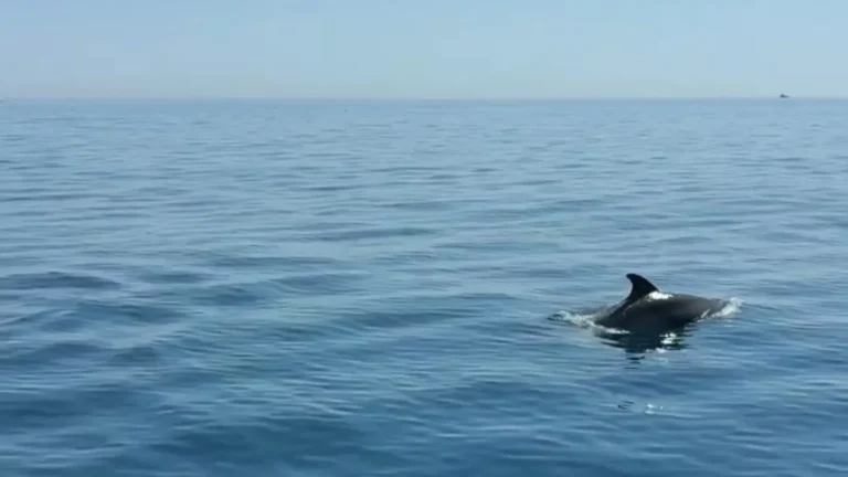 Delfines vistos desde el Perla Fisher en Marbella